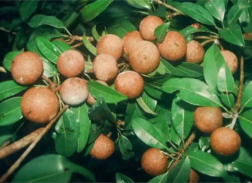 Farm-fresh sapota fruits growing on tree at Kales Agro farm