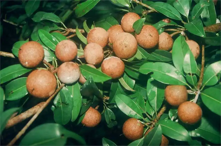 Farm-fresh sapota fruits growing on tree at Kales Agro farm