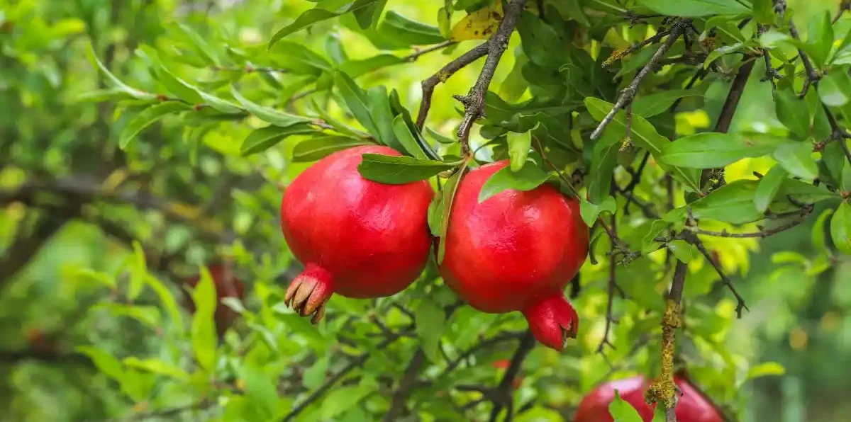 Buy farm fresh pomegranate from Kales Agro growing naturally on tree