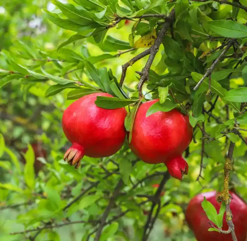 Buy farm fresh pomegranate from Kales Agro growing naturally on tree