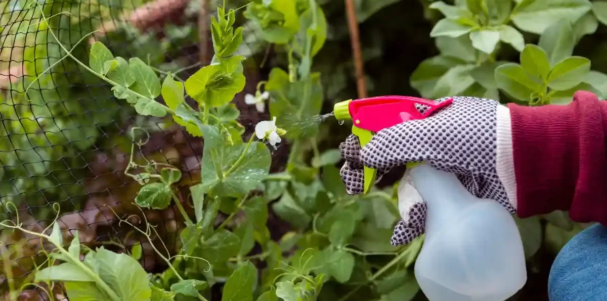 passion fruit squash from Kales Agro, showcasing premium farm-fresh fruit