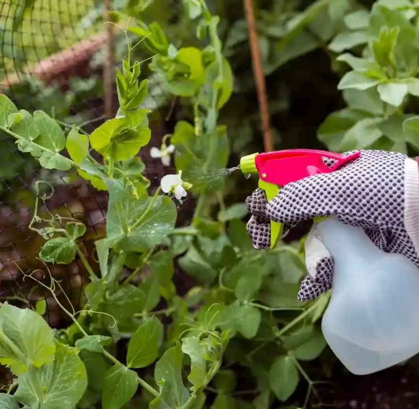 passion fruit squash from Kales Agro, showcasing premium farm-fresh fruit