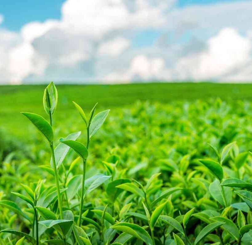 Farm fresh organic products growing in a green agricultural field