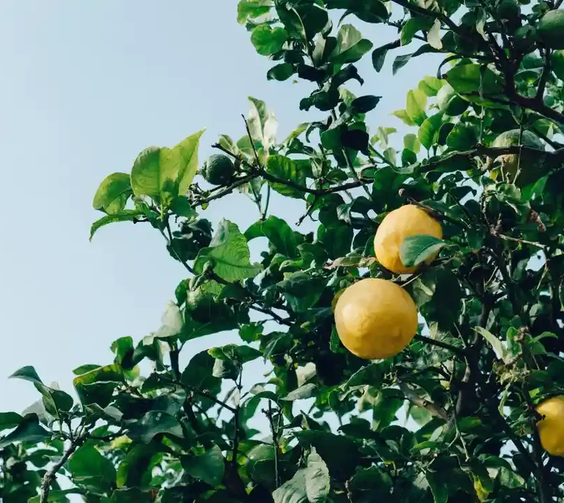 Farm-fresh lemons growing at Kales Agro farm