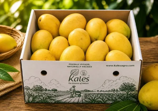 Banganapalle Mango – Farm Fresh (3KG Box)